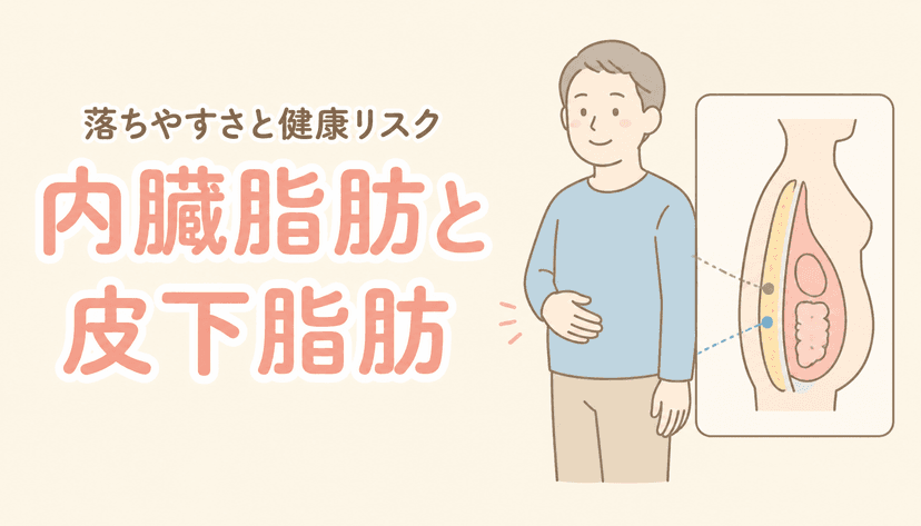 内臓脂肪と皮下脂肪は何が違う?落ちやすさと健康リスク
